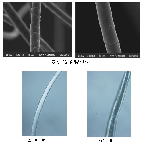 羊绒与羊毛纤维鉴别检测