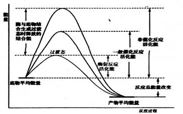 使分子从常态转变为容易发生化学反应的活跃状态所需要的能量称为活化