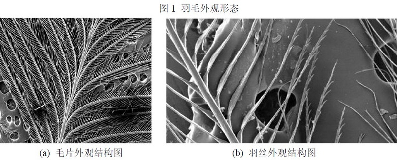 鹅鸭羽毛羽绒结构特征研究